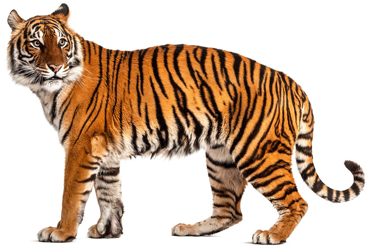 Side view, profile of a tiger standing, isolated on white